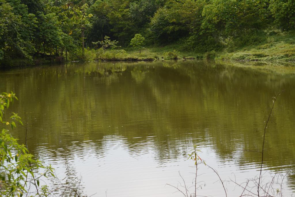Albergue La Laguna Puerto Jiménez Zewnętrze zdjęcie